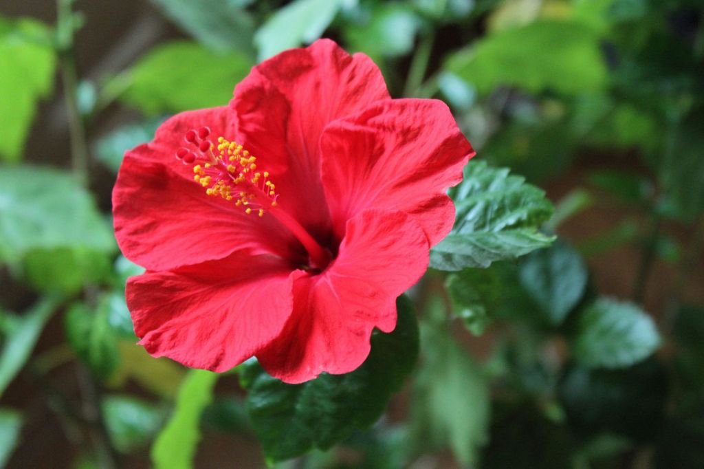 a bright red hibiscus flower blooming in a tropical backyard garden