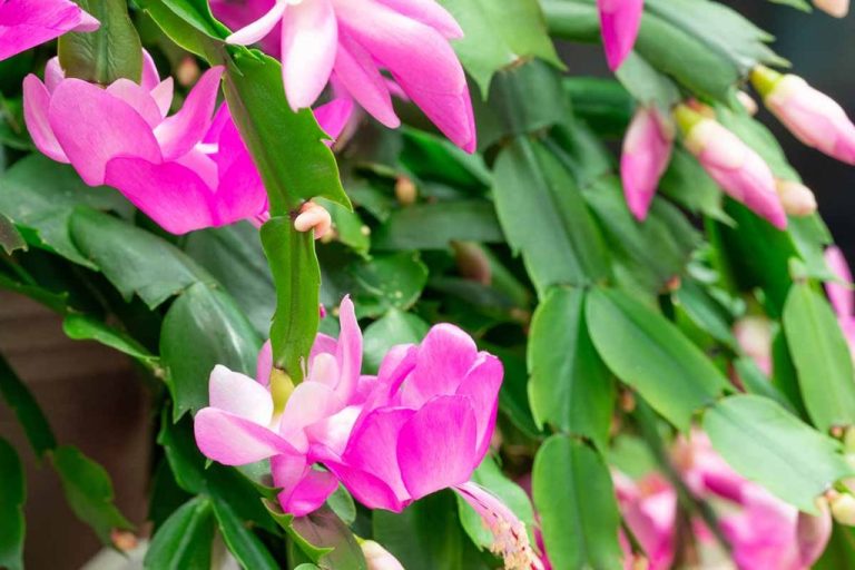 How To Care For Your Christmas Cactus: Essential Tips