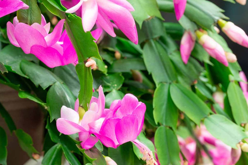 a close up image of a healthy christmas cactus plant with pink flowers and green segmented leaves
