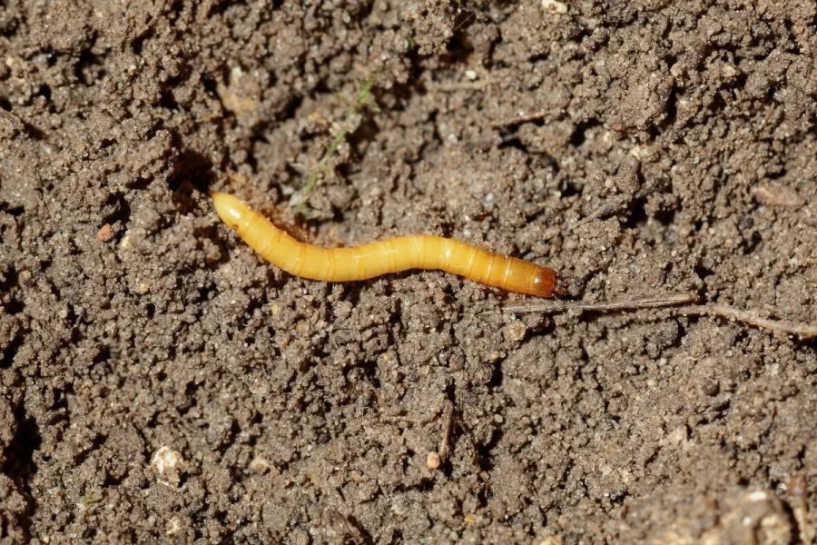 a close up photo of wireworm larvae in soil next to a damaged potato tuber.