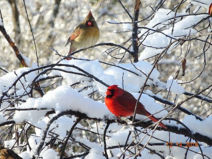 a colorful cardinal in the snow