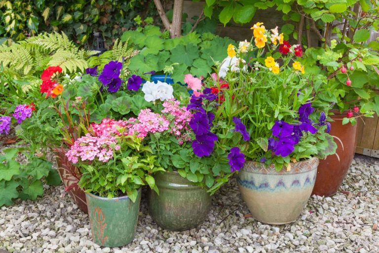 Container Flower Gardening: Adding Color To Urban Landscapes