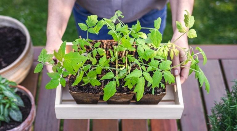 Growing Your Own Food: Getting Started With Edible Gardening