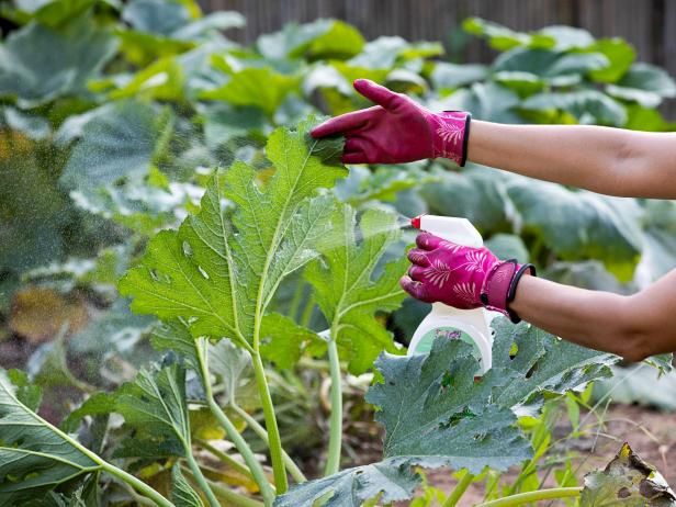 a gardener inspecting urban vegetable plants for signs of pests or disease.