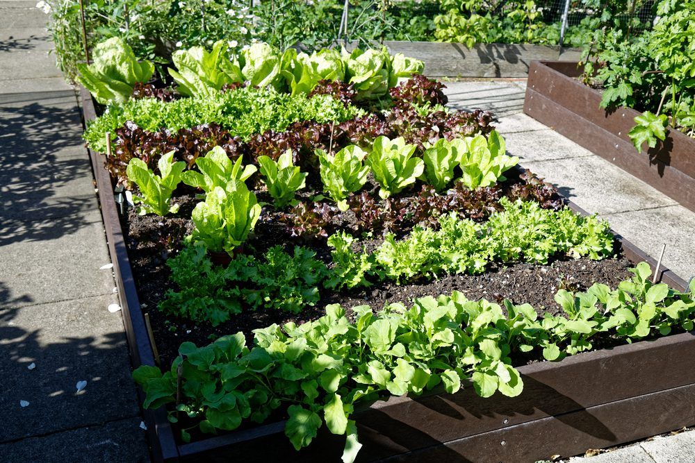 a gardener inspecting urban vegetable plants in a raised bed for signs of pests or disease.