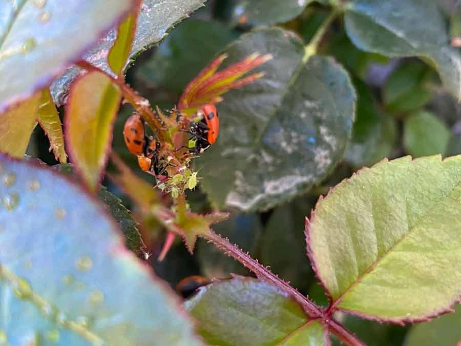 a ladybug eating aphids on a rose leaf.