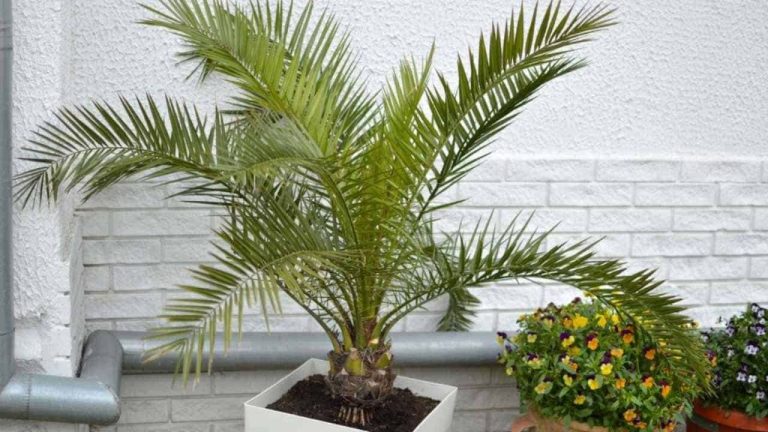 Complete Guide To Caring For Indoor Palm Plants