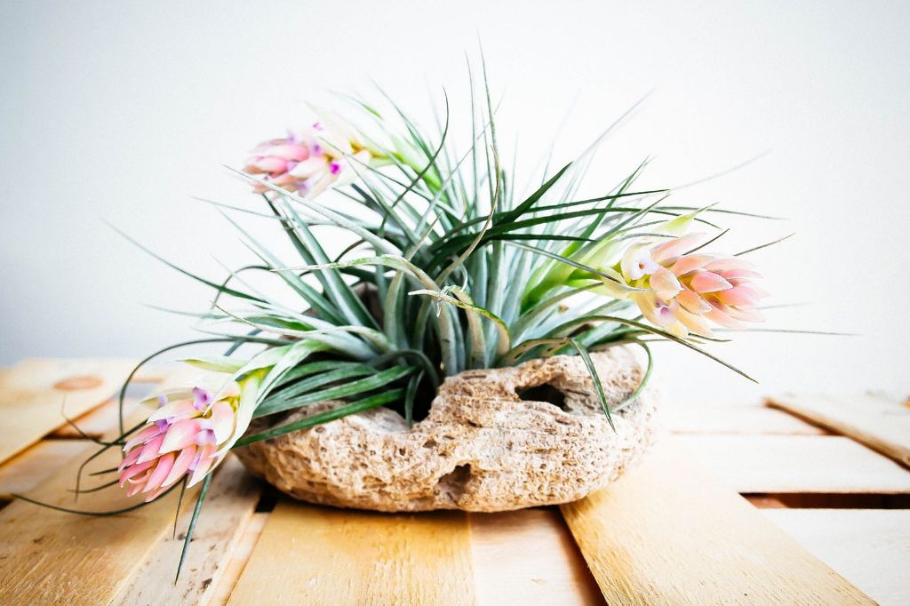a pineapple-shaped air plant variety with pink flowers