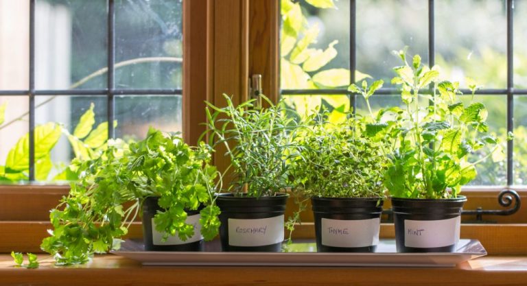 Organic Container Herb Gardening: Growing Flavorful Herbs Naturally