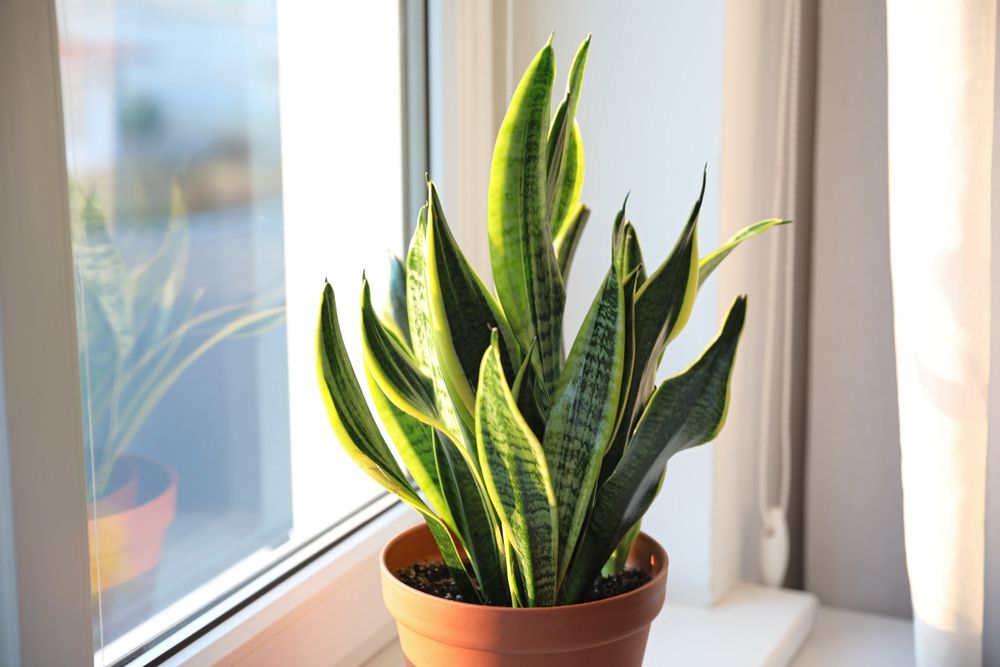 a potted snake plant on a windowsill getting bright, indirect sunlight.