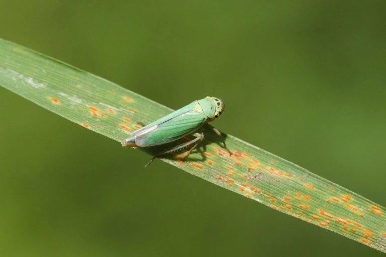 Managing Leafhopper Infestations: Protecting Your Plants
