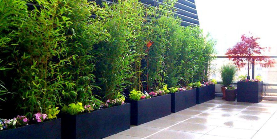 a rooftop garden with trees and greenery growing in planters.