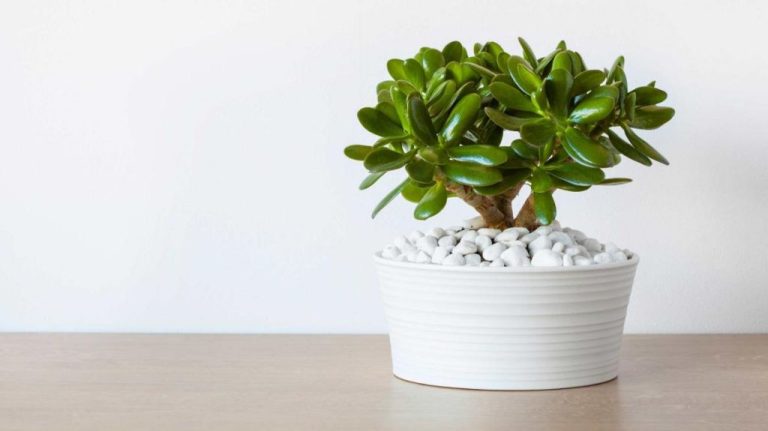 Expert Tips For Caring For Jade Plants Indoors