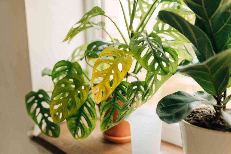 Comprehensive Guide To Caring For Swiss Cheese Plants (Monstera Adansonii)