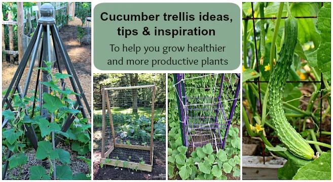 a trellis helps cucumbers grow vertically for improved yields and fruit quality.