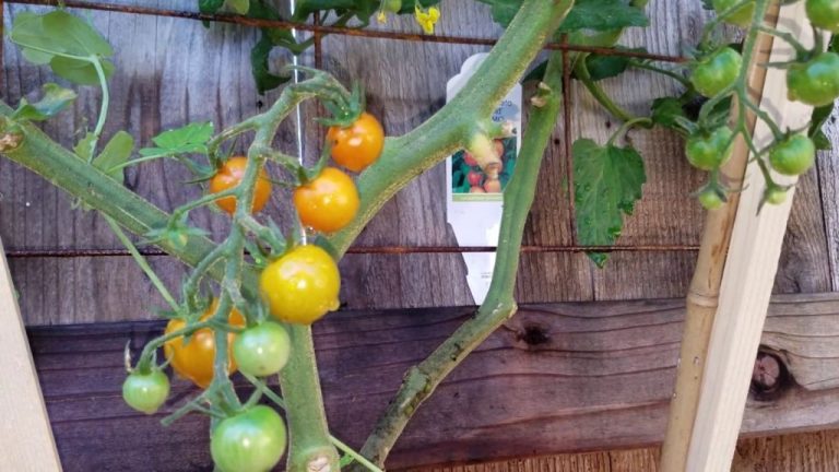 Organic Vertical Gardening: Growing Up For Space-Saving Harvests
