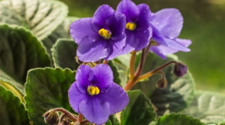 Expert Tips For Caring For African Violet Plants