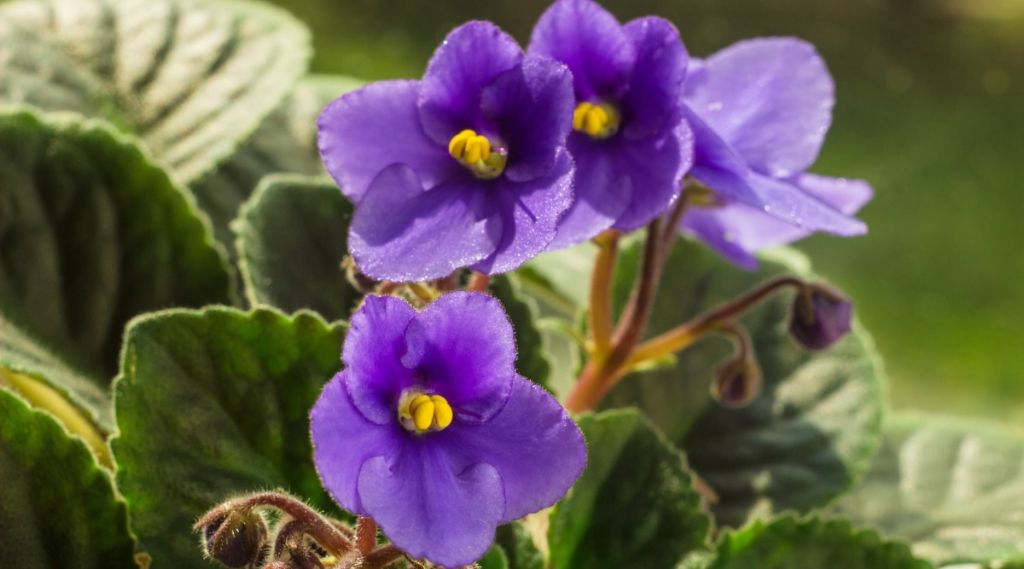 african violets need bright, indirect light from an east or west window or supplemental grow lights to encourage flowering and prevent leggy growth.