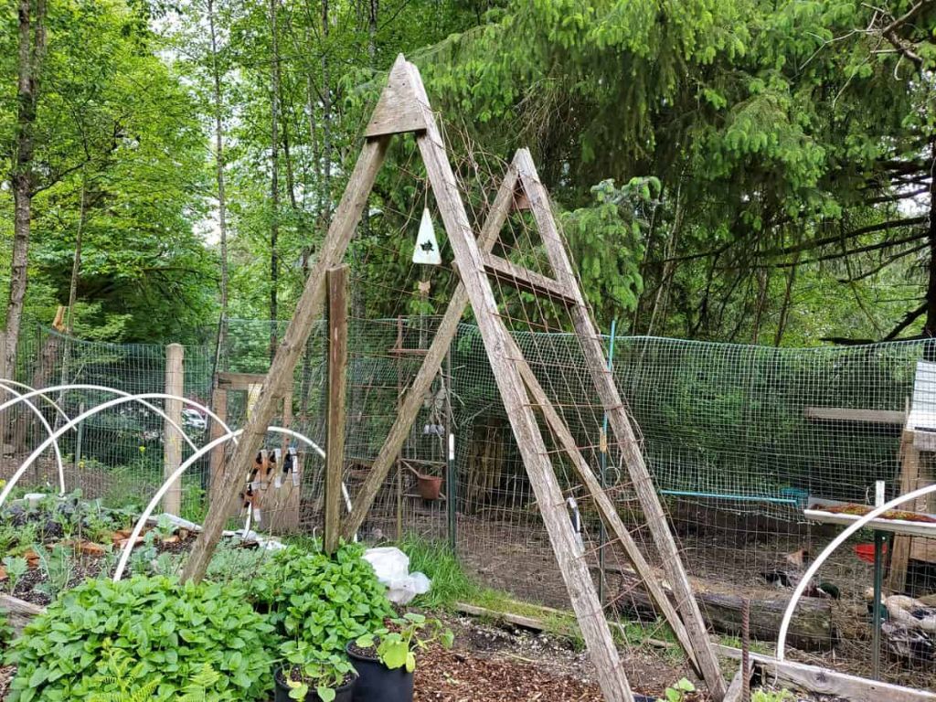 an a-frame trellis creates a pretty gateway into a garden.