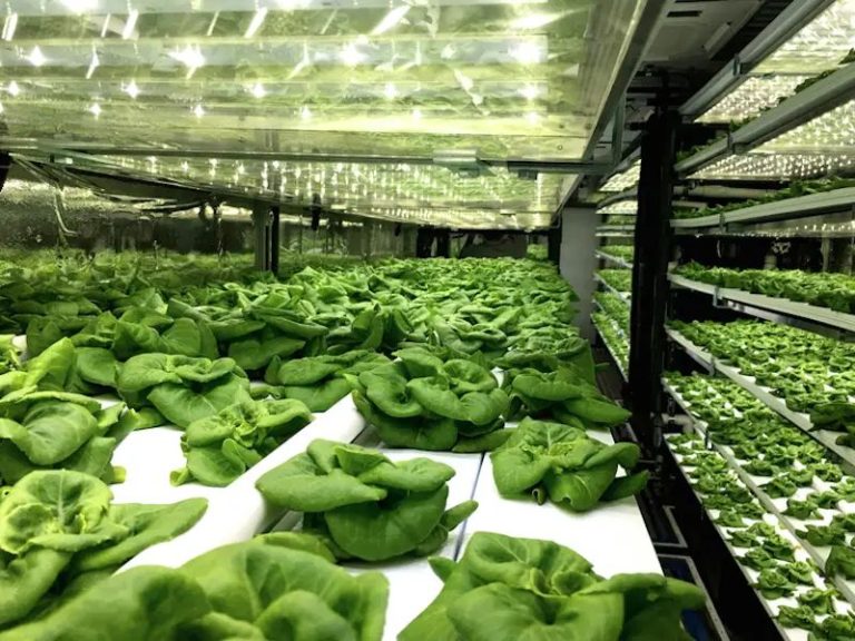 Urban Farming: Sustainable Agriculture In The City