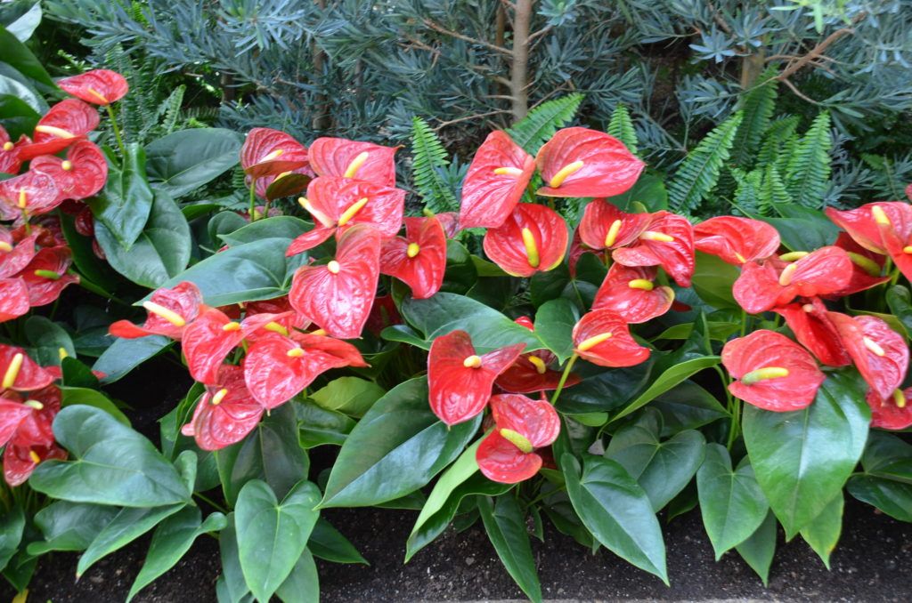anthuriums thrive in warm temperatures between 70-90°f and high humidity around 60-70%.