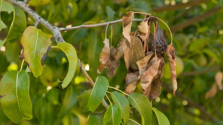 Preventing And Managing Fire Blight: Protecting Your Fruit Trees