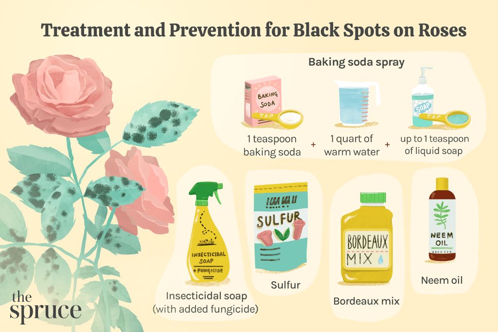 applying organic neem oil can help prevent and treat black spot disease on roses.
