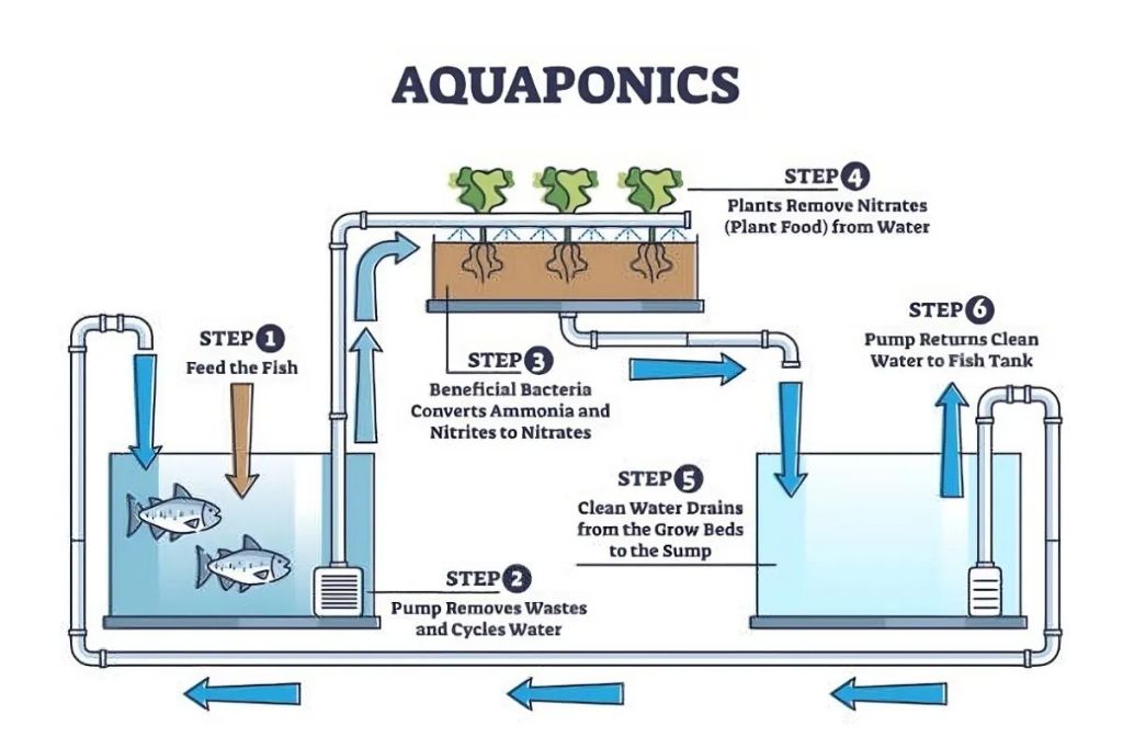 aquaponics combines hydroponic growing beds with recirculating aquaculture to create a symbiotic system for raising fish and plants.