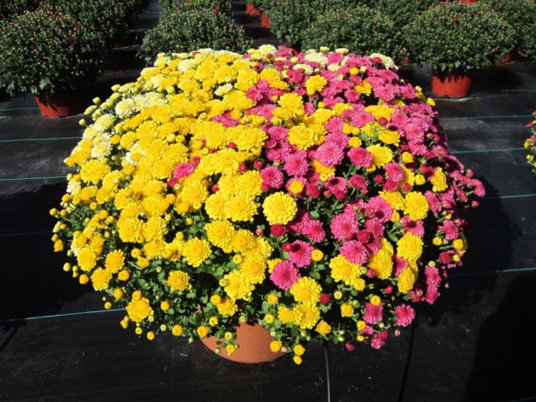 Fall Garden Flowers: Adding Color To Your Autumn Landscape