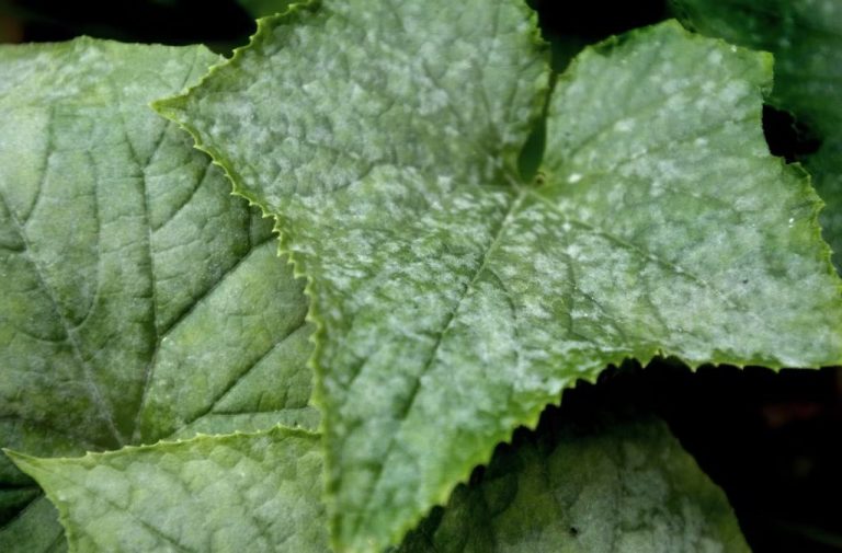 Treating Powdery Mildew: Solutions For A Common Fungal Disease