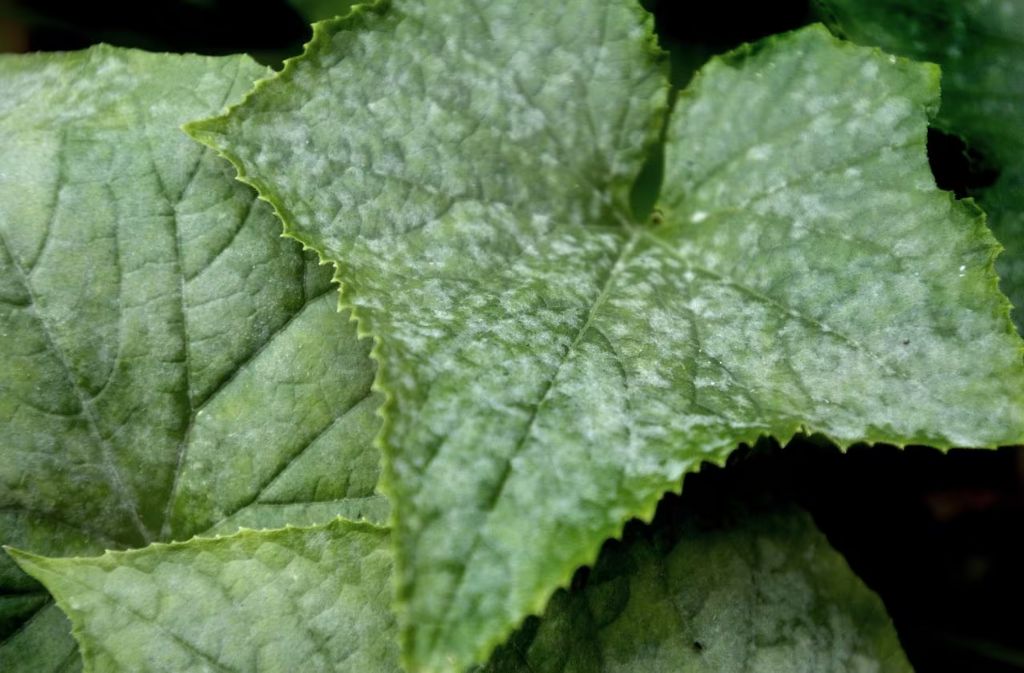 careful watering early in the day helps prevent powdery mildew on plant leaves.