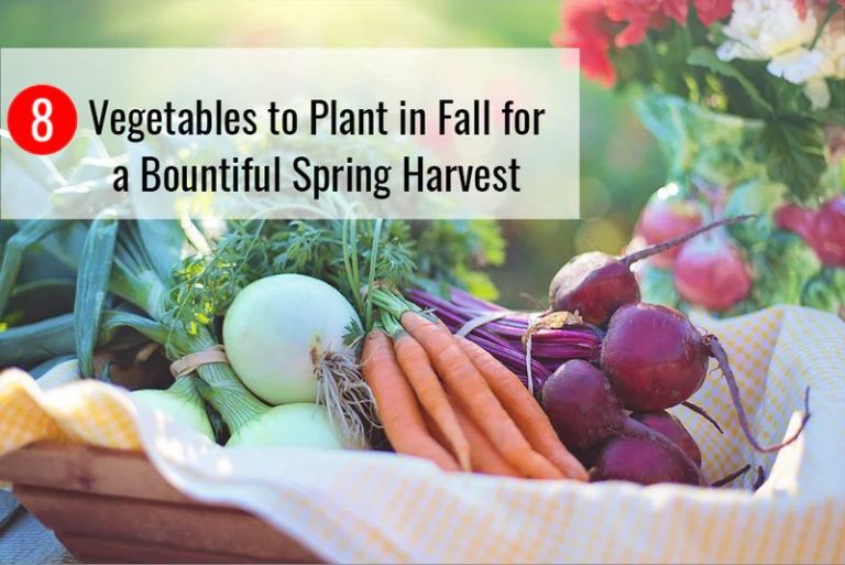 Tips For Extending Your Beginner Garden’S Growing Season