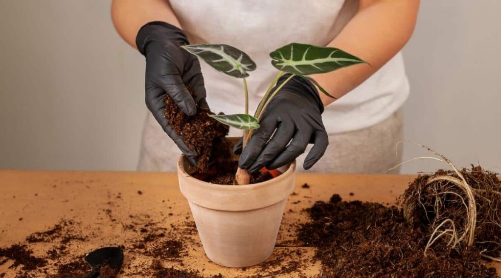 close up image of a person planting a small plant cutting into a pot filled with soil.
