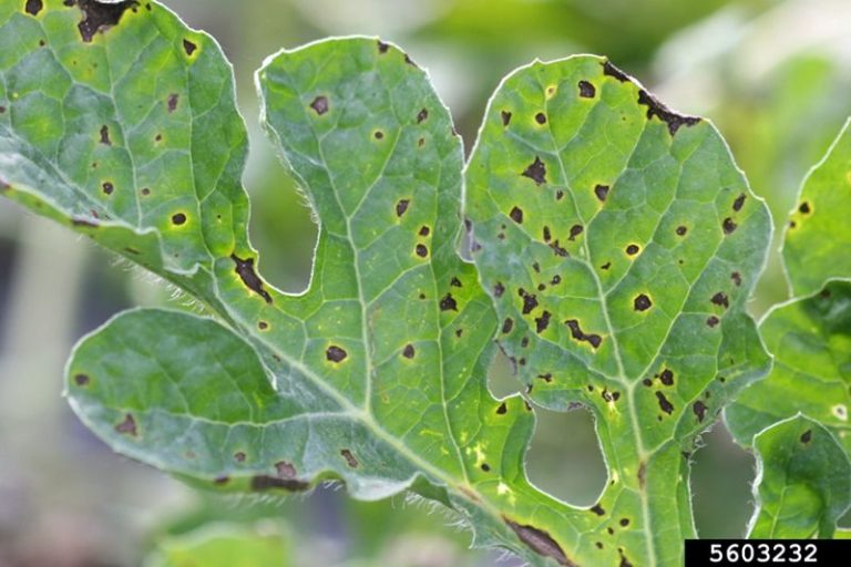 Identifying And Treating Anthracnose: Protecting Your Plants From This Fungal Disease