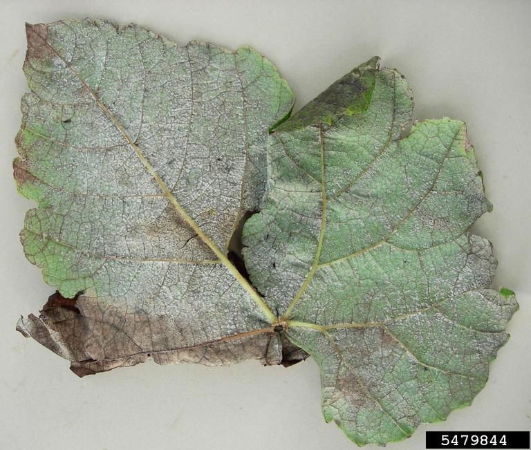 close up photo of downy gray fungal growth on the underside of a grape leaf infected with downy mildew.