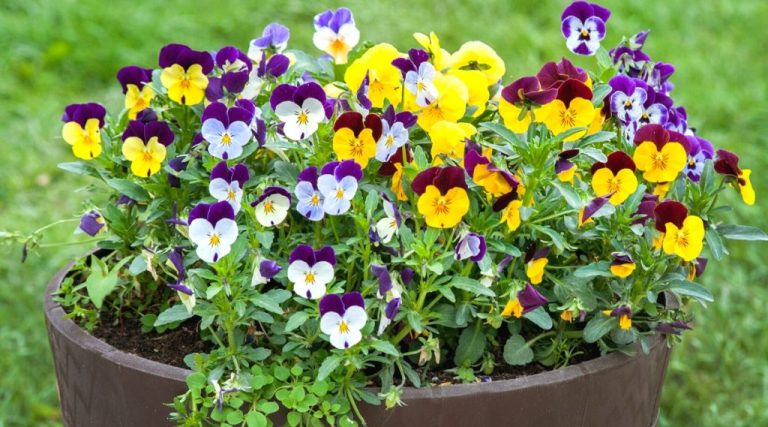 Winter Flowering Plants: Adding Color To Your Garden In The Cold Months