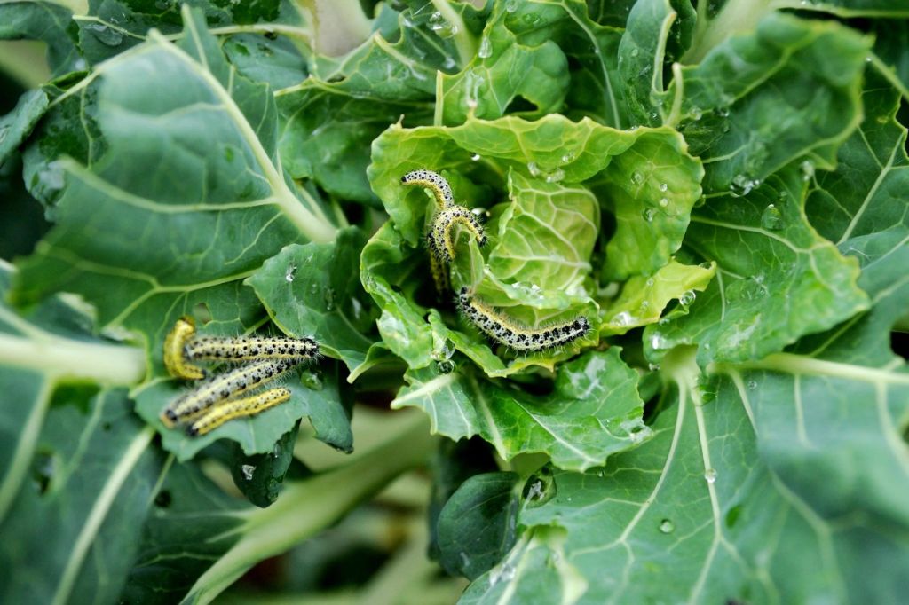 common summer garden pests can quickly damage plants if left uncontrolled. organic solutions like beneficial insects and pest deterrents can help prevent infestations without harsh chemicals.