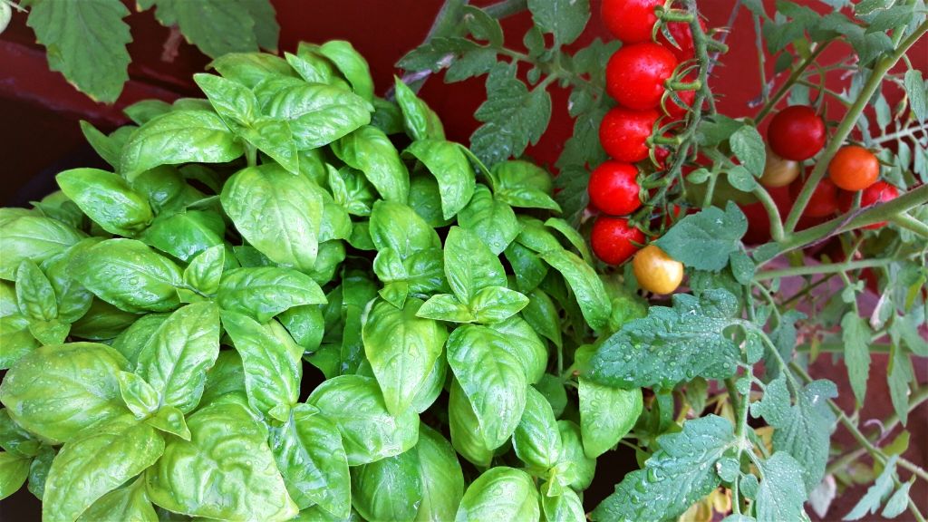 companion planting of basil and tomatoes is a great organic gardening technique.