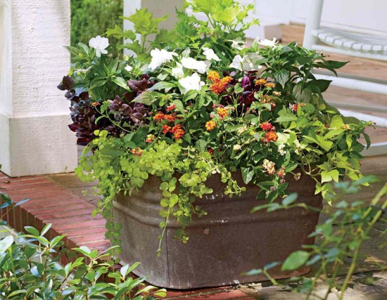Summer Container Gardening Ideas: Potted Plants For Small Spaces