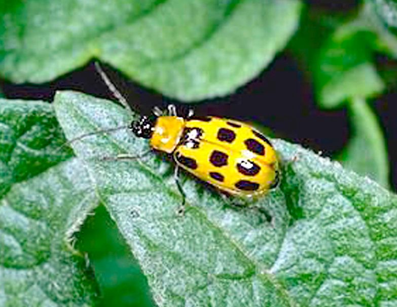 crop rotation helps disrupt cucumber beetle life cycles