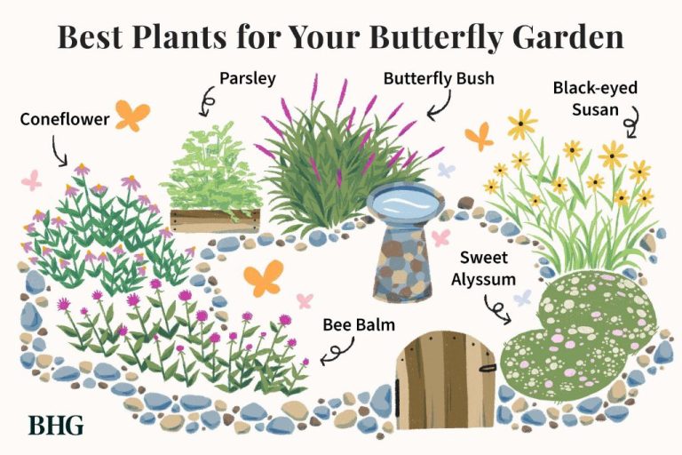 Beginner’S Guide To Starting A Butterfly Garden