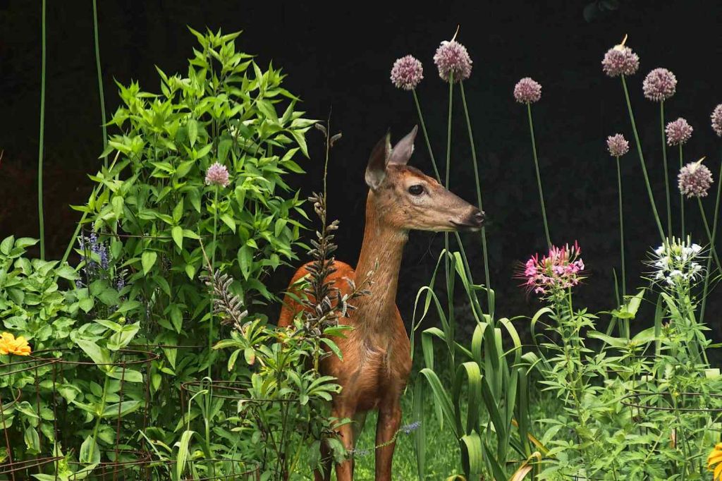 deer standing in vegetable garden eating plants