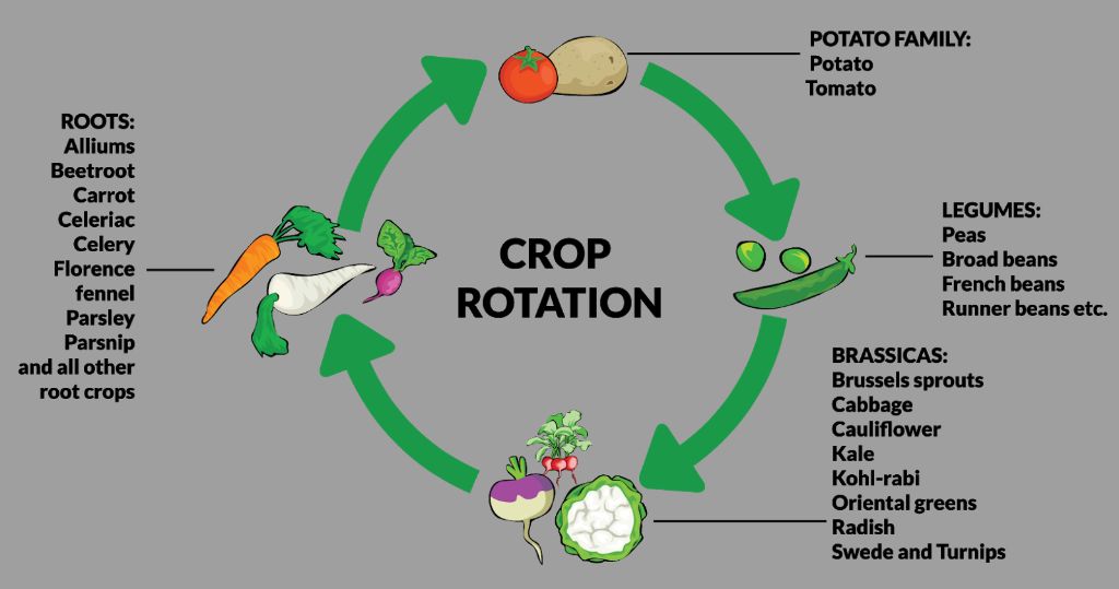 diagram showing crop rotation cycles to prevent pest buildup