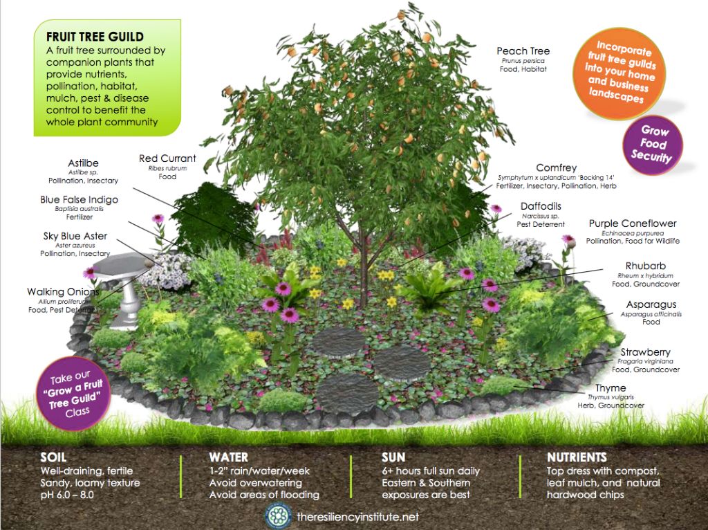 example of how to plant a fruit tree