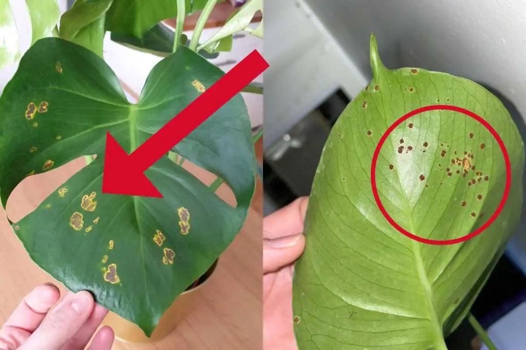 excess moisture, poor air circulation, and overcrowding are factors that encourage the development and spread of fungal and bacterial leaf spot diseases.