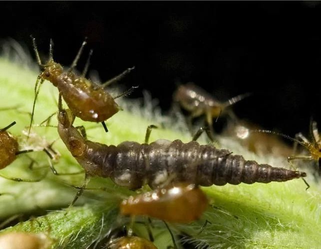 green lacewing larvae hunting aphids