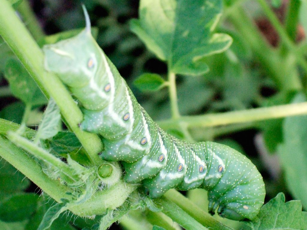 green tomato hornworm caterpillar with white markings clinging to a tomato plant stem.