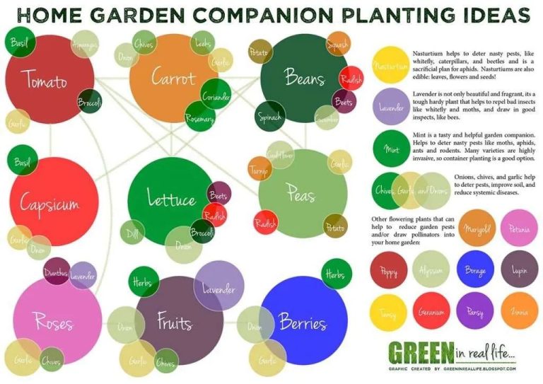 Companion Planting In Organic Gardens: Maximizing Plant Health
