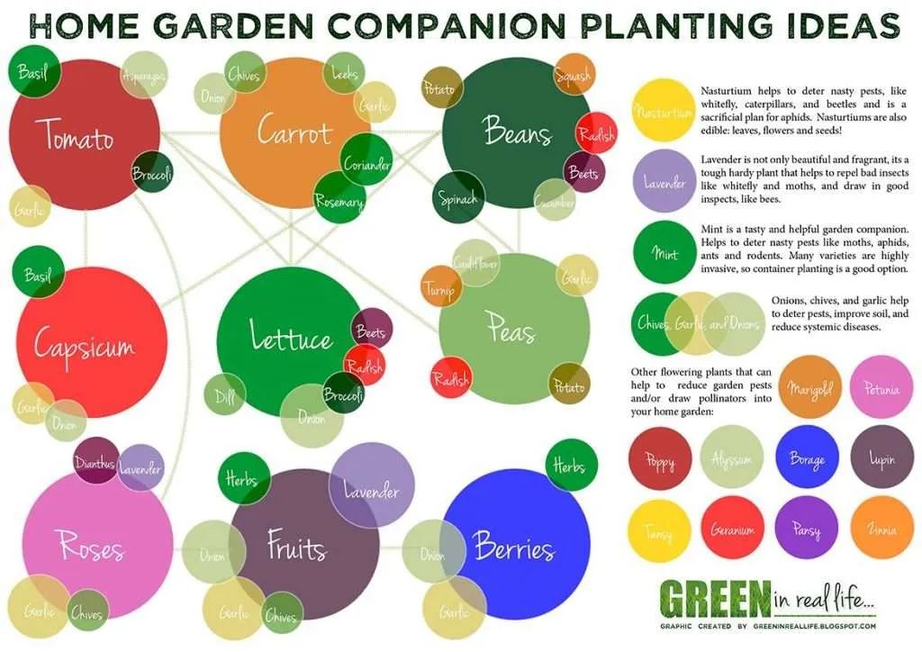 infographic showing companion planting combinations for pest control