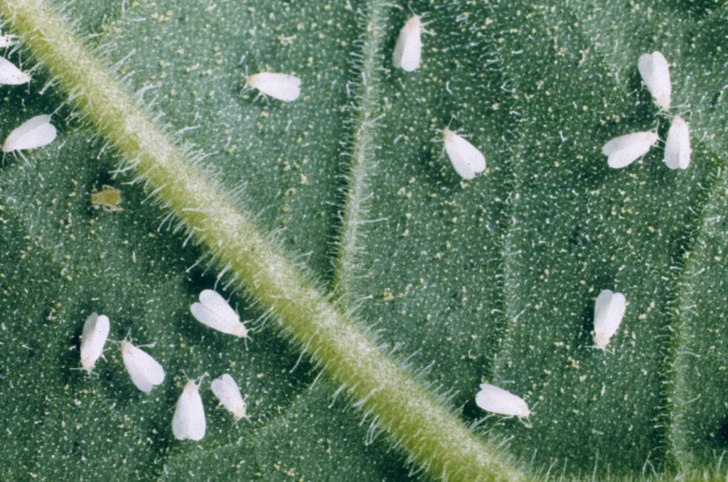 insecticidal soaps effectively control soft-bodied insect pests